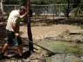 Steve Irwin Memorial Day: Croc Feeding, Billabong Sanctuary