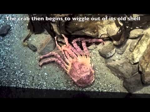 Red King Crab Molting