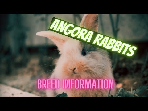 Angora Rabbit - Breed information - Everything you need to know!