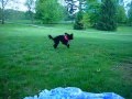 Kali the cockapoo having fun in the park