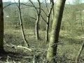Bajnok searching for a stick.