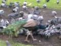 videos de Oviedo: Palomas y Cisnes