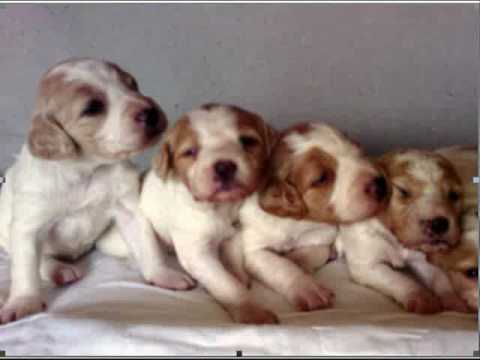 Perro+Chisu foto perro chisu - Videos | Videos relacionados con foto perro chisu