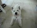 Talking Westie pup says Ma\ Talking Westie pup says Ma\