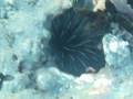 videos de Moray Eel