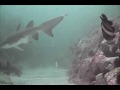 seal rocks.m4v