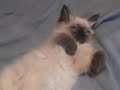 Ollie My Ragdoll Kitten