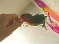 Gross Lovebird