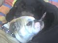 Bull dog vs Rotvailer Bull dog vs Rotvailer