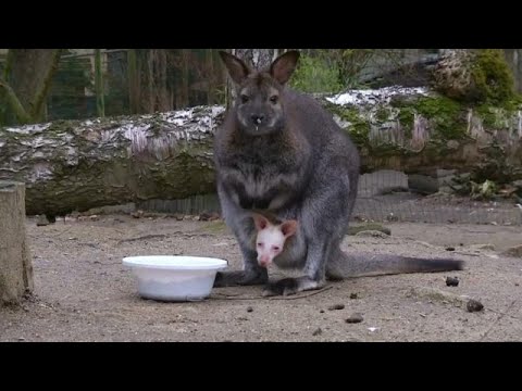 Děčn/Tschechien: Albino-Wallaby ist Attr ...