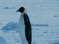 videos de Farce of the Penguins
