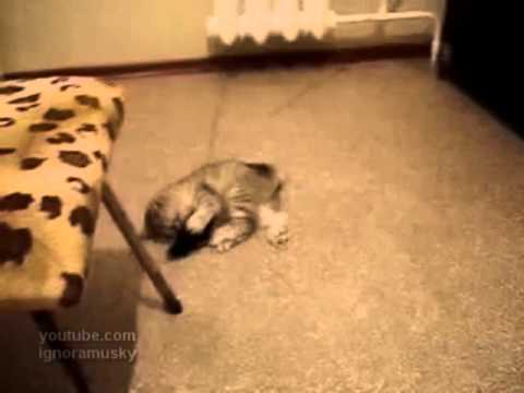 Видео 'Тренировки котенка-ниндзи!'