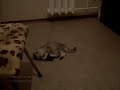 Ninja Training (Ниндзя Тренируется)