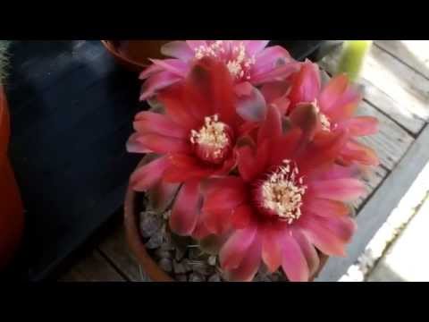 how to care for gymnocalycium mihanovichii