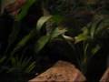 Cichlid Tank Update 4