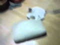 Kitty running on a pillow
