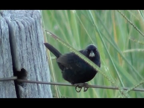 Tiziu, Volatinia jacarina, O canto do Tiziu, Semente de brachiaria brizantha, Blue-black,