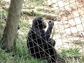 Bonobos Kinshasa