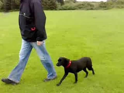 black lab pup dummy training