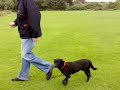 black lab pup dummy training