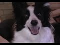 dogs dancing freestyle for clikers training