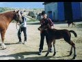 videos de io kekko e zio.wmv