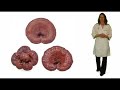 Dogs with Cancer - A Natural Approach to Healing Dogs with Cancer - A Natural Approach to Healing