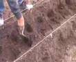 Alternating plants in a row
