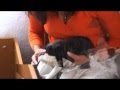 Franz�sische Bulldoggen Welpen 