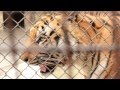 Royal Bengal Tiger