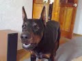 doberman playing-2