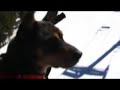 Blue: The Snow Dog