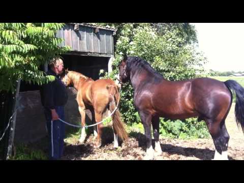 bedækning - Jess er lige pt. i Næstved på Sjælland, hos Kildegaards Welsh Cobs. Hun skal ifoles med hingsten Kildegaardens Sir Robert, på videoen bliver hun bedækket for...