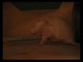 Pet Rats Pet Rats