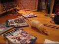 Pet Rats