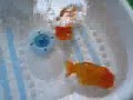 Goldfish Spa 2 Goldfish Spa 2