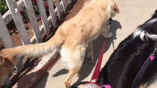 Molly's First Day of Frisky Fitness Doggie Day Camp