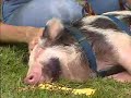 A Mililani Family Welcomes Home Their New Pet Pig A Mililani Family Welcomes Home Their New Pet Pig