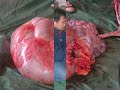 hijjaz- nur tuhan- pelita hidup 4
