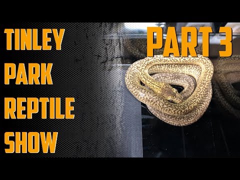 YouTube reptile video