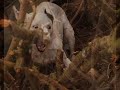 Plummer Terriers Ratting Plummer Terriers Ratting