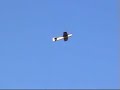 Katana F3A 10e (08-07-2007)