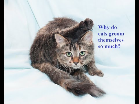 Ask Amy: Why Do Cats Groom Themselves So Much
