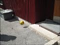 Parfyme reklame/parfume