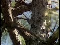 Red-cockaded Woodpecker