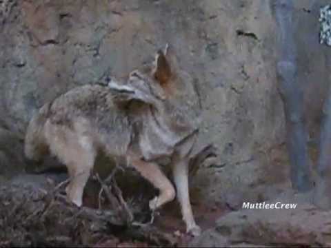 Gray Wolves