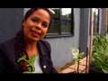 Garden Girl TV: Cucumbers