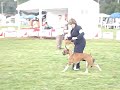 Raza Boxer  Jueves 26 Junio 2008  Ajusco Gerardo Heredia