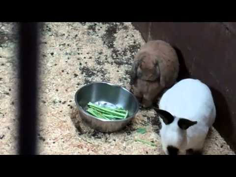 On Location: The Californian Rabbit