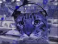 Head Bopping Kitties